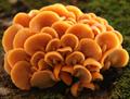 Flammulina velutipes